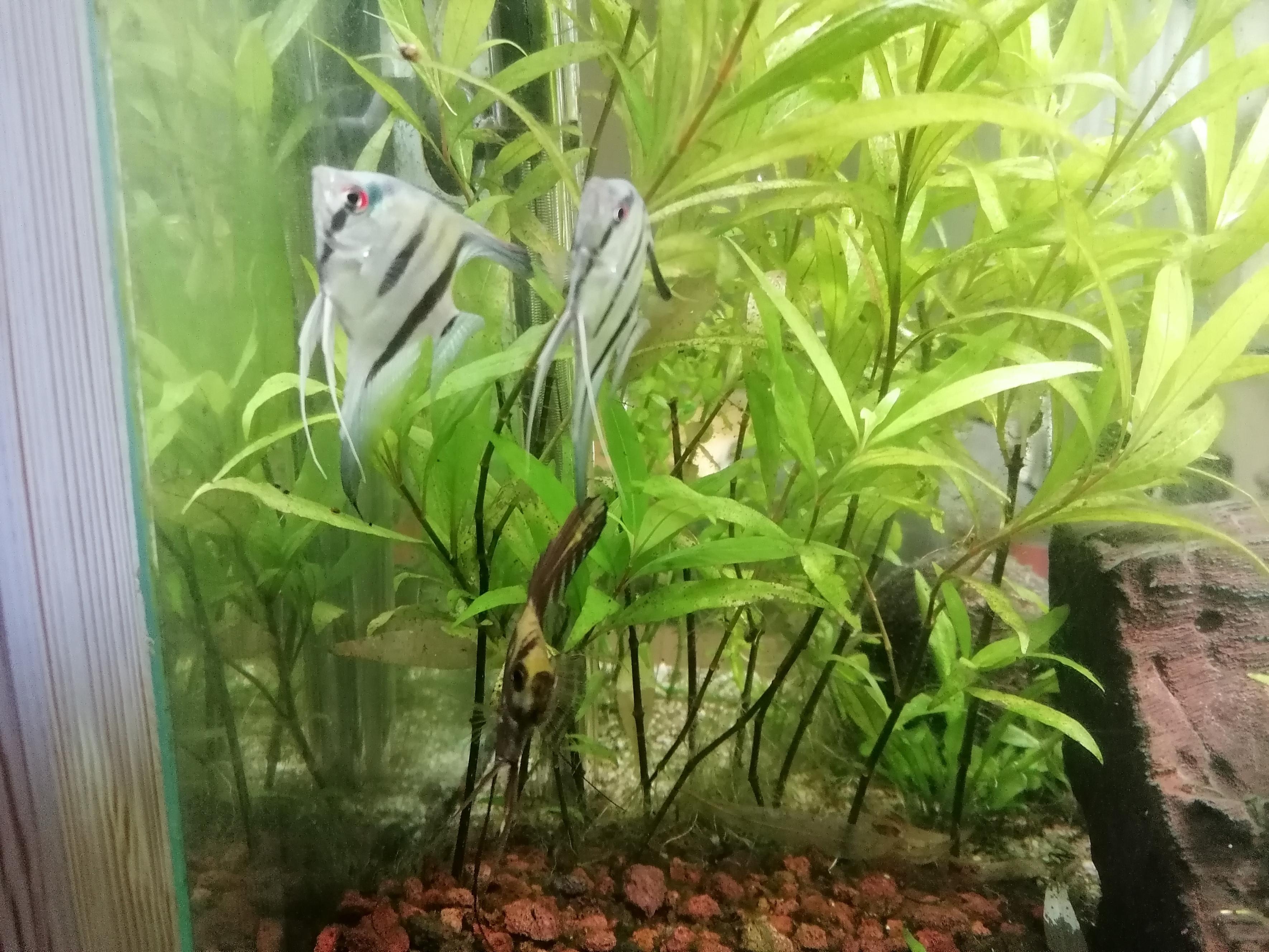 Aquarium